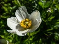 Macro shot of cup-shaped, pure white flower of snowdrop anemone or snowdrop windflower Anemone sylvestris plant with golden Royalty Free Stock Photo