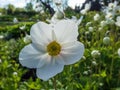 Macro shot of cup-shaped, pure white flower of snowdrop anemone or snowdrop windflower Anemone sylvestris plant with golden Royalty Free Stock Photo