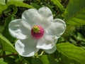 Macro shot of cup shaped Siebold`s magnolia or Korean mountain magnolia and Oyama magnolia Magnolia sieboldii flower with