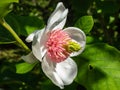 Macro shot of cup shaped Siebold`s magnolia or Korean mountain magnolia and Oyama magnolia Magnolia sieboldii flower with