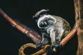 Macro shot of a cute emperor tamarin & x28;Saguinus imperator& x29; sitting on a tree branch Royalty Free Stock Photo