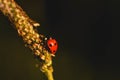 Macro shot of a cute small ladybug on a plant Royalty Free Stock Photo