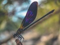 Macro shot of damselfly with beautiful wings colour