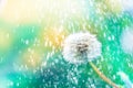 Macro shot of a dandelion.Blue background. Drops of dew close up. Summer Freedom Concept. Design Element. Rain, beautiful bokeh in