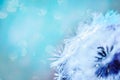 Macro shot of a dandelion.Blue background. Drops of dew close up. Summer Freedom Concept. Design Element. Rain, beautiful bokeh in Royalty Free Stock Photo