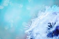 Macro shot of a dandelion.Blue background. Drops of dew close up. Summer Freedom Concept. Design Element. Rain, beautiful bokeh in