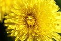 A macro shot of a dandelion