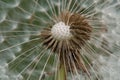 Macro shot of the dandelion petals torn. Beautiful aesthetic flower from the inside