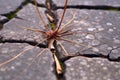 macro shot of dandelion roots cracking pavement