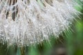 Macro Shot Of Dandelion Seed Head With Water Droplets