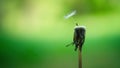 Macro shot of a dandelion seed isolated on a green background Royalty Free Stock Photo