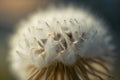 macro shot of dandelion with seeds and its fluffy white feathery leaves