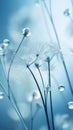 A macro shot of dandelion seeds with water droplets on them. Nature soft blue background. A tranquil and calming natural Royalty Free Stock Photo