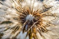 Macro Shot Of A Dandelion With Water Droplets