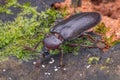 Macro shot of a dark brown beetle on a forest floor Royalty Free Stock Photo