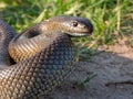Macro shot of a dark brown python coiled up on a dry and dusty field