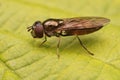 Macro shot of a dark hoverfly on a green leaf surface Royalty Free Stock Photo