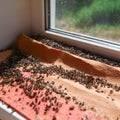 Dead flies on a window sill