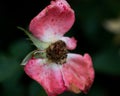 Macro shot of deadhead rose, dry rose flower