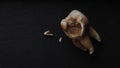 Macro shot of a decayed teeth till root after extraction of dentist