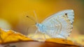 Macro shot of a delicate butterfly perched on a withering leaf a symbol of resilience in the face of drought Royalty Free Stock Photo