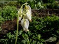 Macro shot of delicate, dangling creamy white, heart-shaped flowers of the fern-leaf bleeding heart plant cultivar - Dicentra