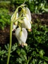 Macro shot of delicate, dangling creamy white, heart-shaped flowers of the fern-leaf bleeding heart plant cultivar - Dicentra