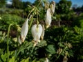 Macro shot of delicate, dangling creamy white, heart-shaped flowers of the fern-leaf bleeding heart plant cultivar - Dicentra