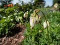 Macro shot of delicate, dangling creamy white, heart-shaped flowers of the fern-leaf bleeding heart plant cultivar - Dicentra