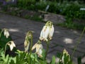 Macro shot of delicate, dangling creamy white, heart-shaped flowers of the fern-leaf bleeding heart plant cultivar - Dicentra