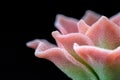 Macro shot of a delicate pink flower with intricate patterning