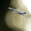 Macro shot of a delicate praying mantis showing legs and antenae Royalty Free Stock Photo