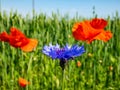 Macro shot of single blue cornflower on beautiful landscape of green field with poppies background Royalty Free Stock Photo