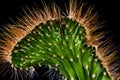 Macro shot of the detail of a cactus isolated on a black background