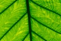 Macro shot detail of green leaf texture background. Pattern line of fresh green leaf. Abstract green texture. Background Royalty Free Stock Photo