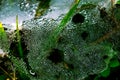 Macro shot detail of water drops on spider web after raining in the morning among green grass.