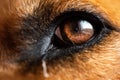 Macro shot of a detailed brown cute dog eye Royalty Free Stock Photo