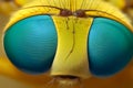 Detailed Close-up Portrait of a Flys Compound Eyes