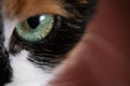 Macro shot of a detailed green cat eye Royalty Free Stock Photo