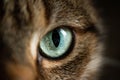 Macro shot of a detailed green cat eye Royalty Free Stock Photo