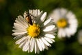 Macro shot of detailed pest bug on summer daisy flower Bellis perennis