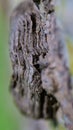 Macro shot of the details of the bark on a tree trunk