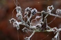 Macro shot of the details of a frozen blackberry plant outdoors