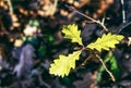 Macro shot of details of nature in Appiano, in South Tyrol, Italy Royalty Free Stock Photo