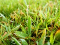 Macro shot of Dew drops on the Bright green grass in the morning. Royalty Free Stock Photo