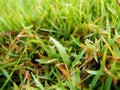 Macro shot of Dew drops on the Bright green grass in the morning. Royalty Free Stock Photo