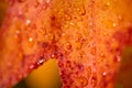 Macro shot of dew drops on a bright orange fall leaf Royalty Free Stock Photo