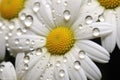 macro shot of dew drops on daisy petals