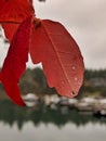 Macro shot of dew drops on red leaves after a light rain Royalty Free Stock Photo