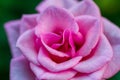 Macro shot rose petals and green background Royalty Free Stock Photo